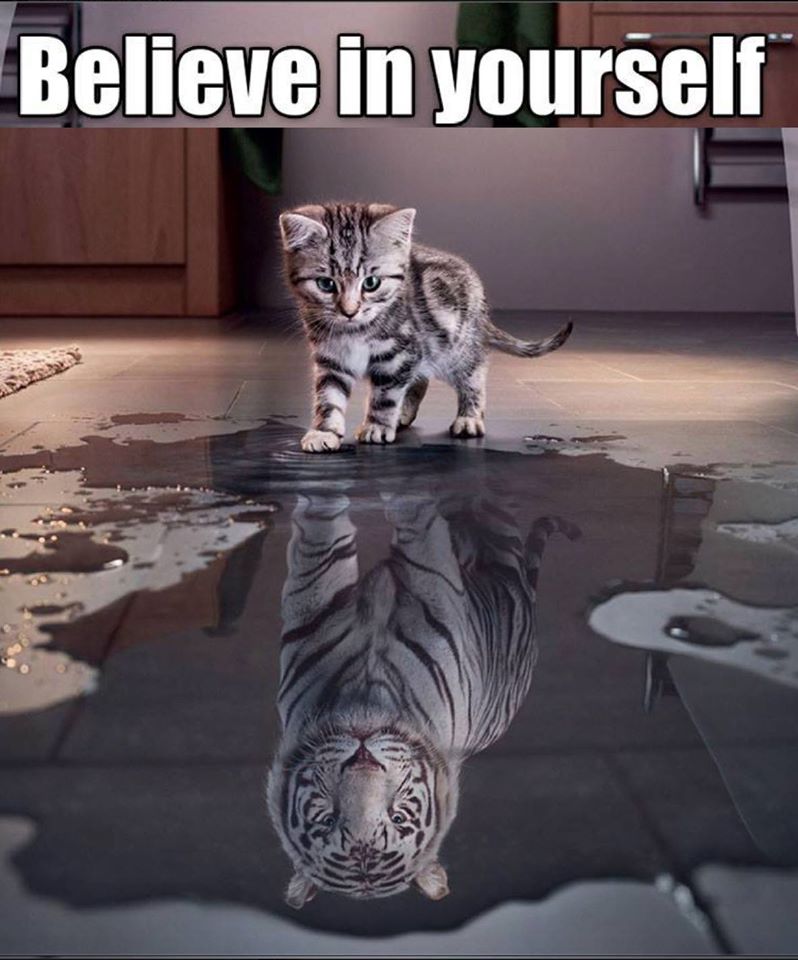 Motywator-believe-yourself-cat-siberian-tiger.jpg