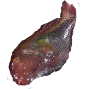 Filipiny.-rybka.png