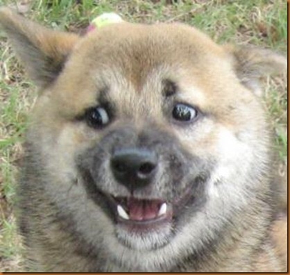 prezenty-dog.jpg