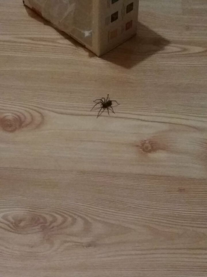 Co to za pająk jest?-30688431_1940565819347599_1526985608168210432_n.jpg
