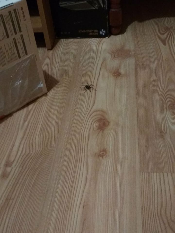 Co to za pająk jest?-30688869_1940566146014233_7569691069617537024_n.jpg