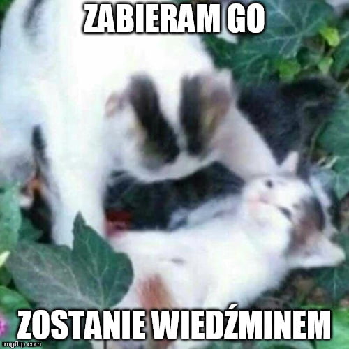 Oswajanie kota-comment_5mcgcfbtkdbh3zxw61xdxru7mfjccqyv.jpg