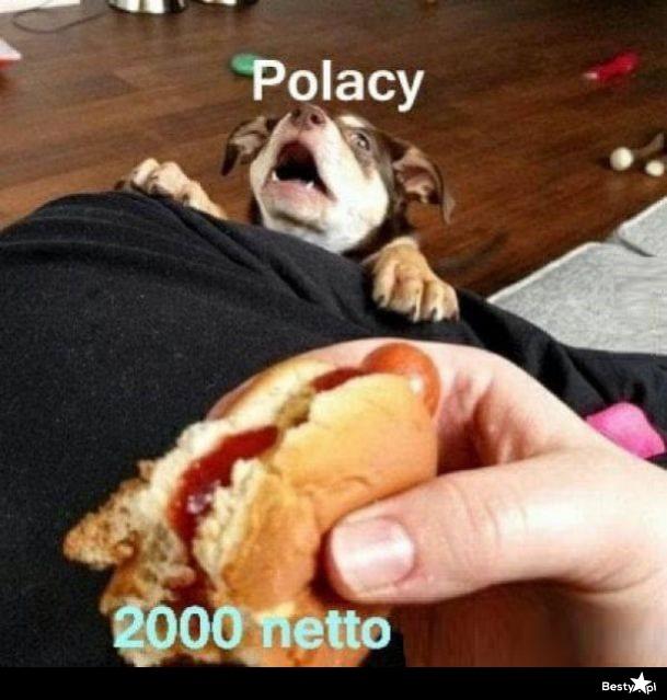 Jak wyglada praca w... Opisz swoje doswiadczenia-polacy.jpg