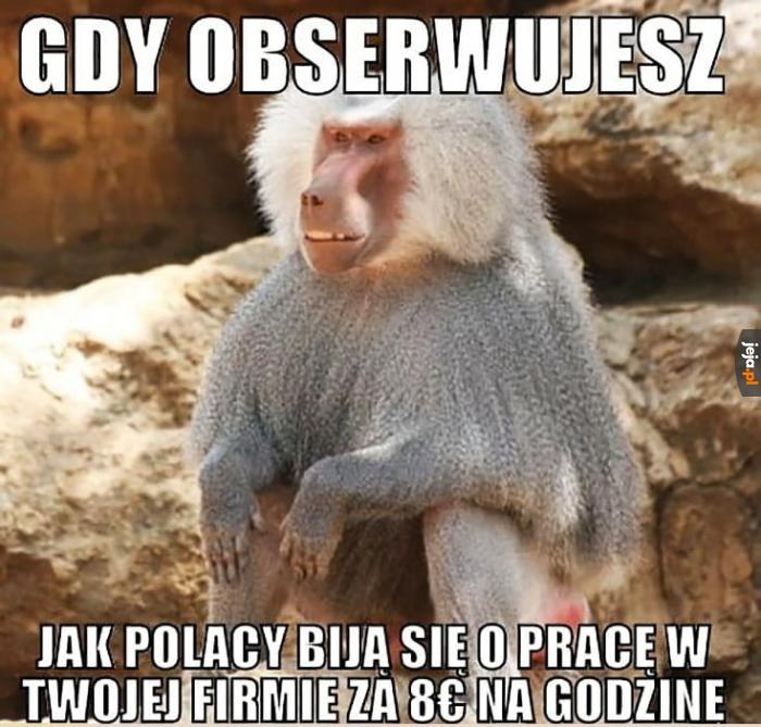 nowe emotki-387125_malpa-niemiec.jpg