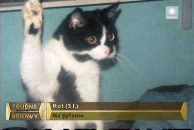 Wybory Prezydenta RP 2020-kot-pytanie.jpg