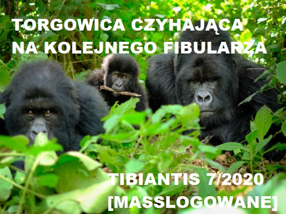 Tibiantis - start 4 IV 2020 16:00!-rwandangorillas-560x420.jpg