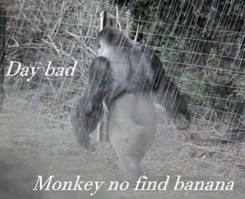 Torgowa gildia -Torgowica- temat ogólny-bad-day-monke.jpg
