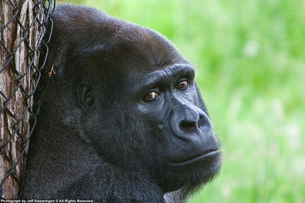 Torgowa gildia -Torgowica- temat ogólny-sad-gorilla.jpg