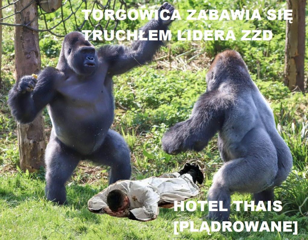 Torgowa gildia -Torgowica- temat ogólny-gorilas.jpg