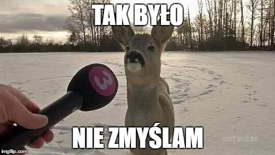 Wiadomości z kraju i ze świata-sarna.jpg