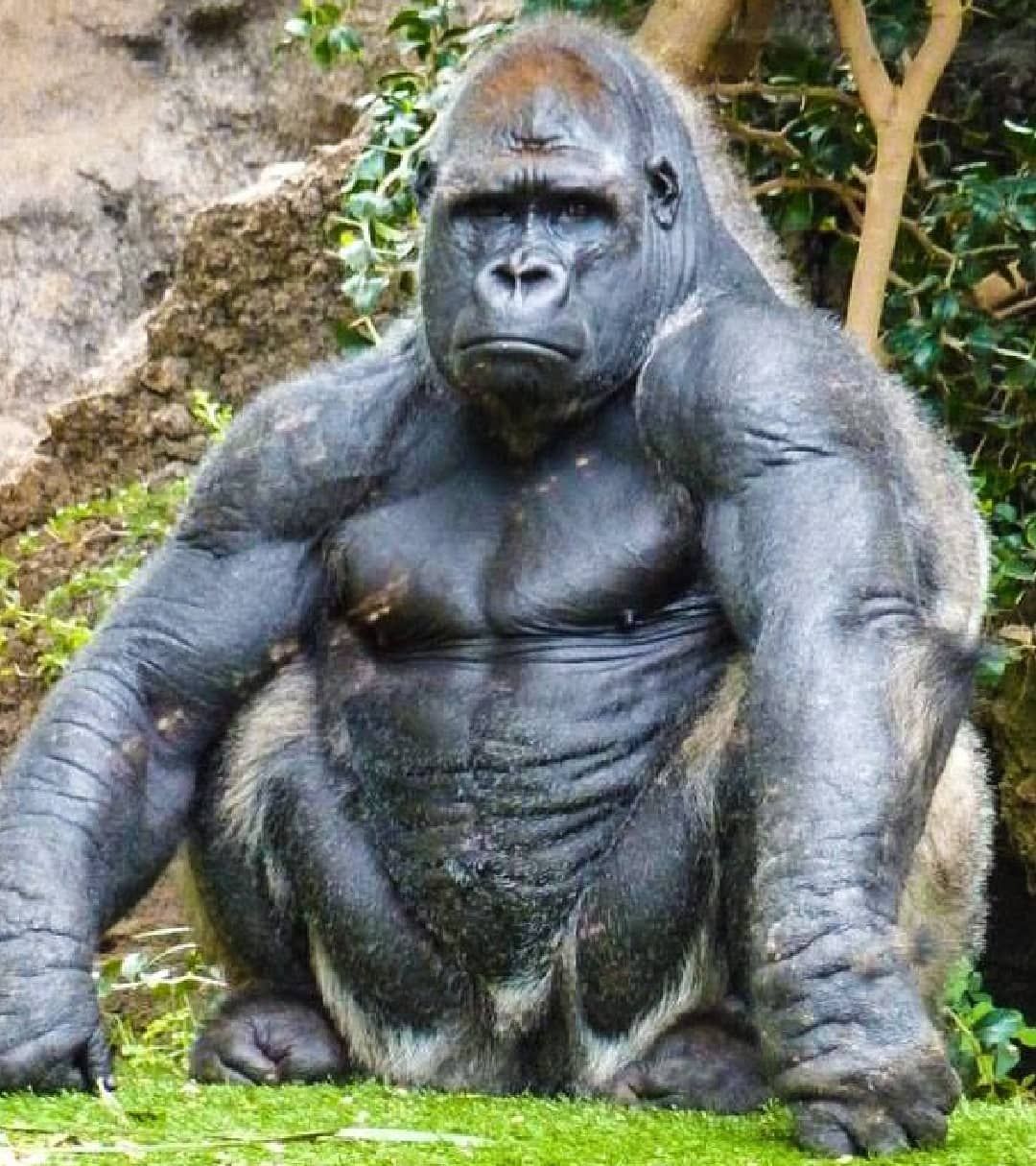 Tinder-goril.jpg