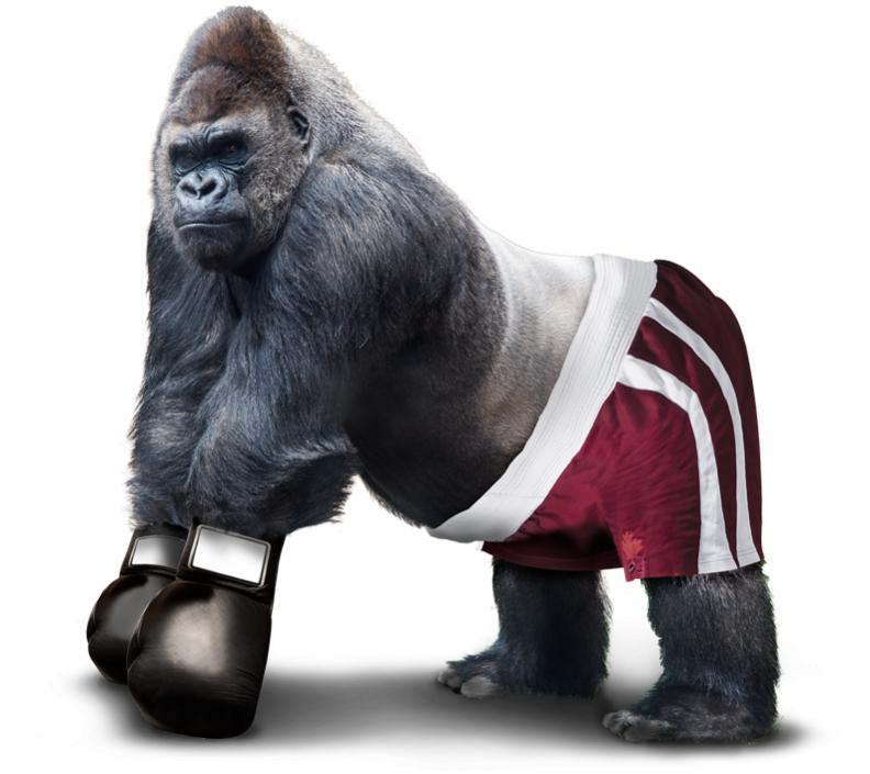 Torg MMA-164-1649328_design-agency-birmingham-gorilla-boxer-image-gorilla-canvas.jpg