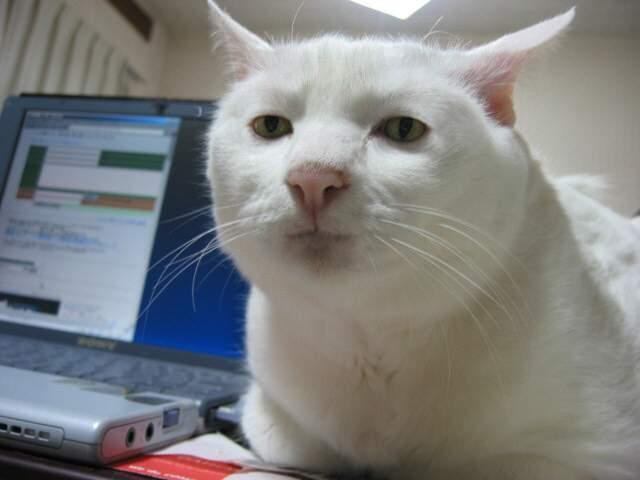 Fajne piosenki bez żadnych tekstów-serious_cat.jpg