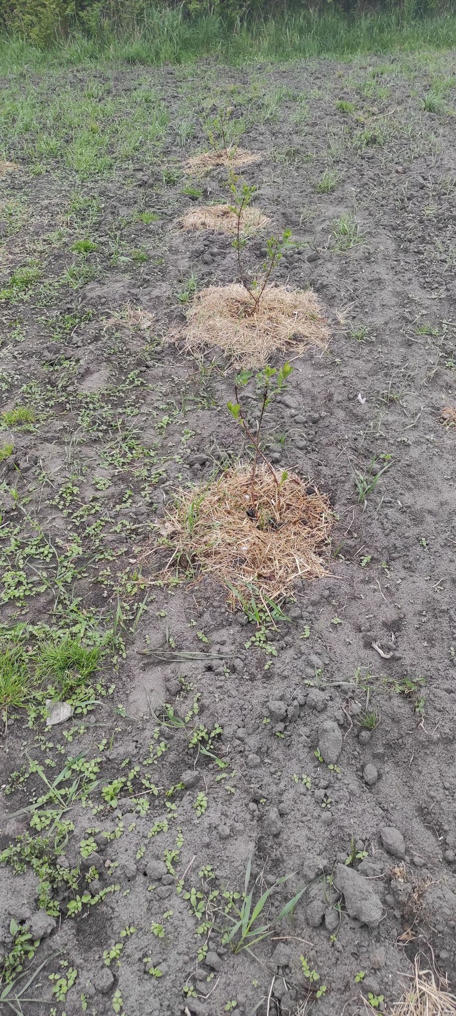 Działka i ogrodnictwo - moje hobby - temat ogólny-d6.jpg