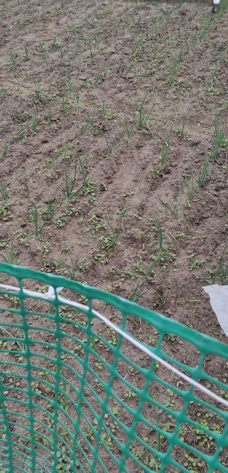 Działka i ogrodnictwo - moje hobby - temat ogólny-d1.jpg