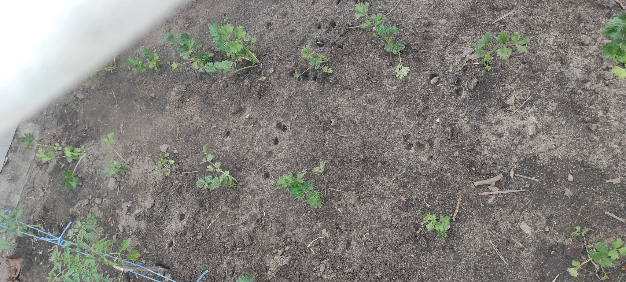Działka i ogrodnictwo - moje hobby - temat ogólny-d2.jpg