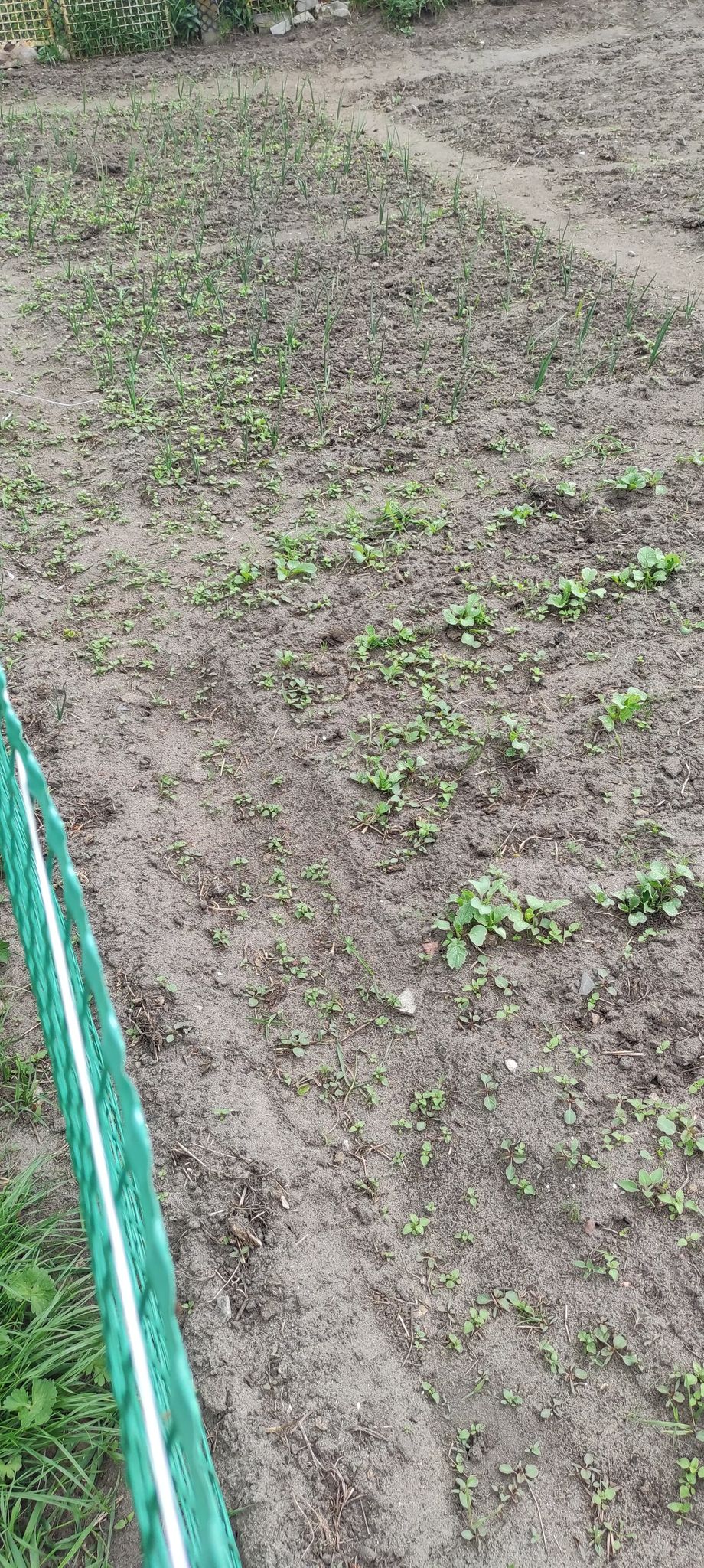Działka i ogrodnictwo - moje hobby - temat ogólny-d3.jpg