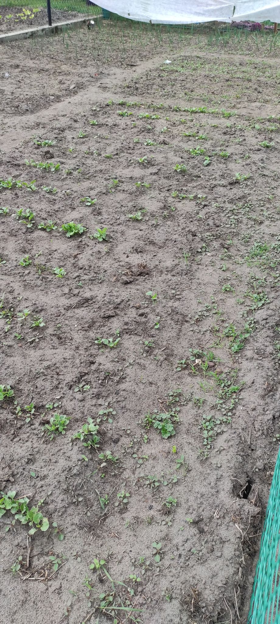 Działka i ogrodnictwo - moje hobby - temat ogólny-d4.jpg