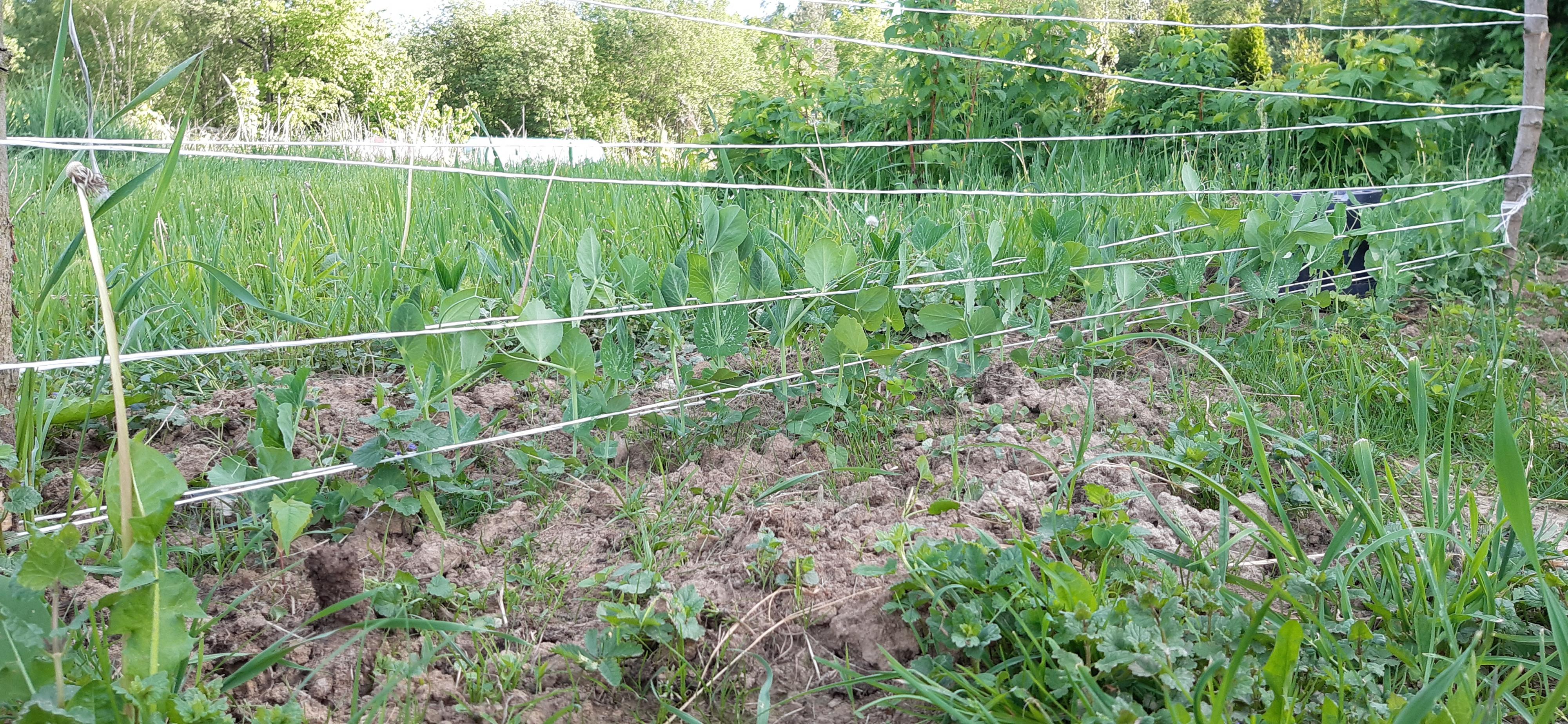 Działka i ogrodnictwo - moje hobby - temat ogólny-20220519_174802.jpg