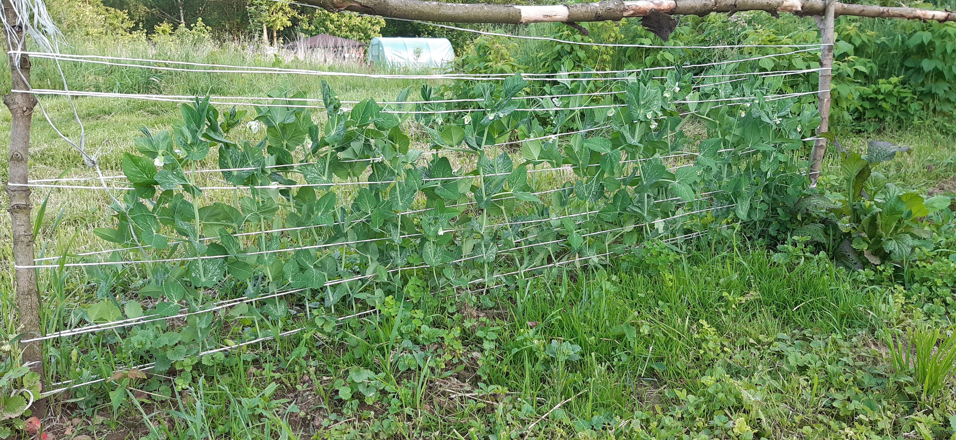 Działka i ogrodnictwo - moje hobby - temat ogólny-20220603_193027.jpg