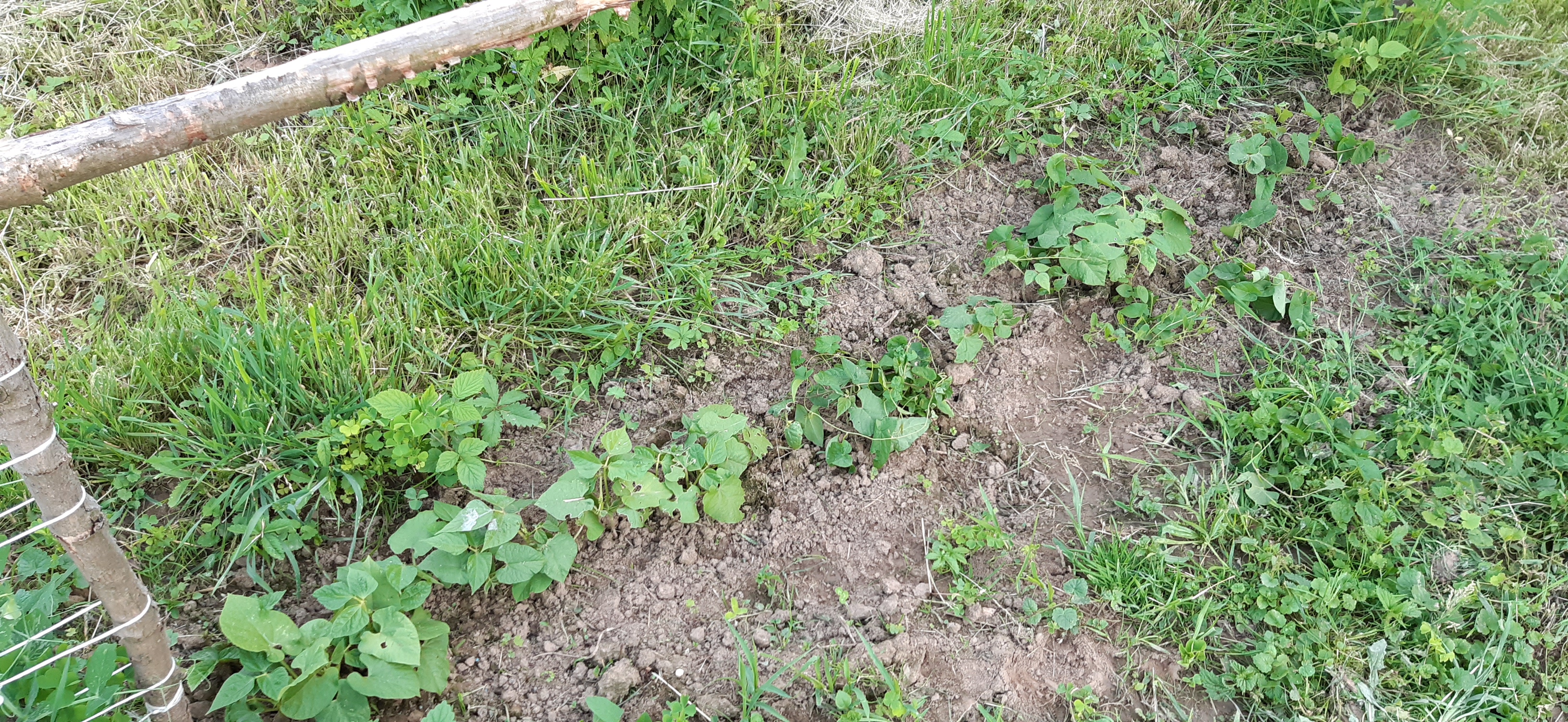 Działka i ogrodnictwo - moje hobby - temat ogólny-20220603_193043.jpg