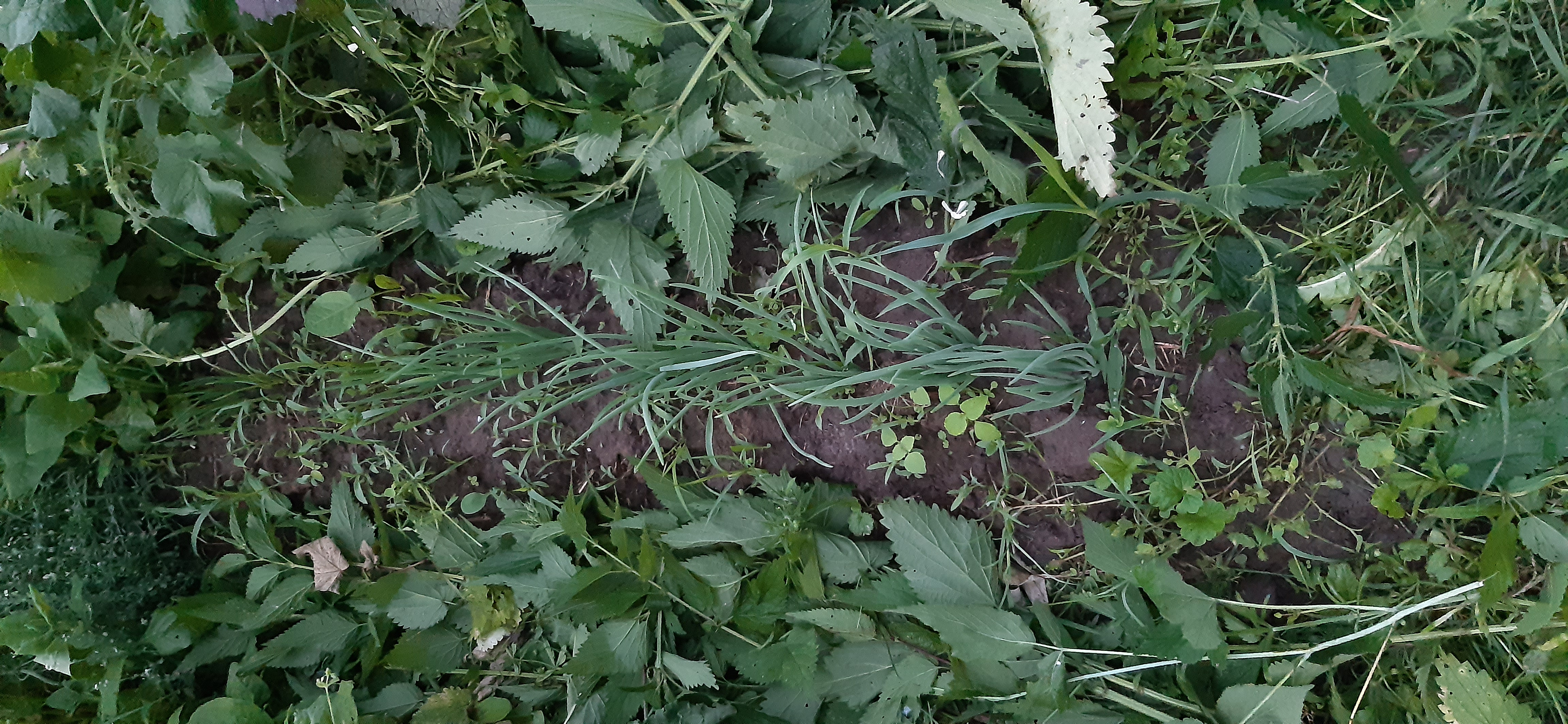 Działka i ogrodnictwo - moje hobby - temat ogólny-20220621_211548-1-.jpg