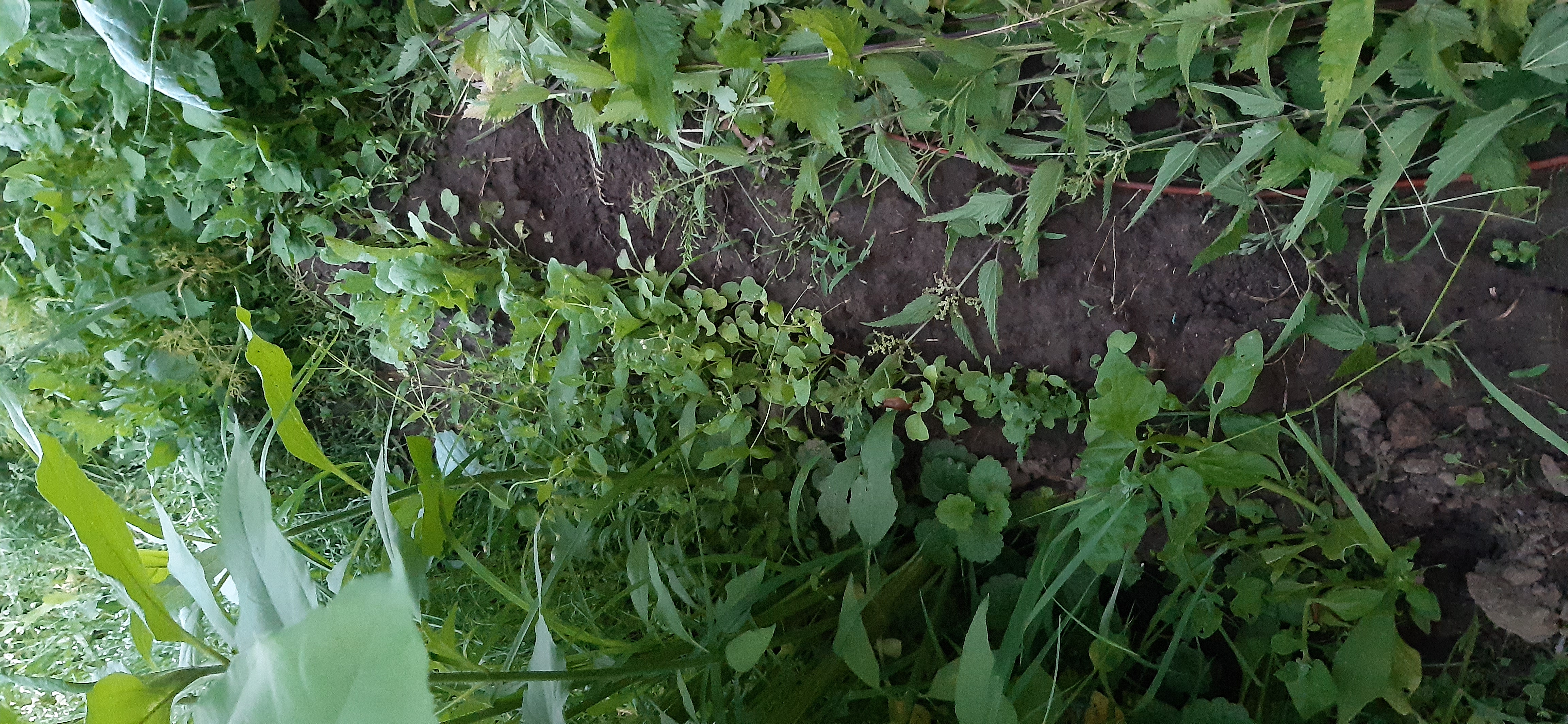 Działka i ogrodnictwo - moje hobby - temat ogólny-20220621_211220-1-.jpg