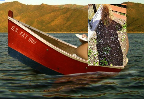 korolowe na biale-sonka2.png