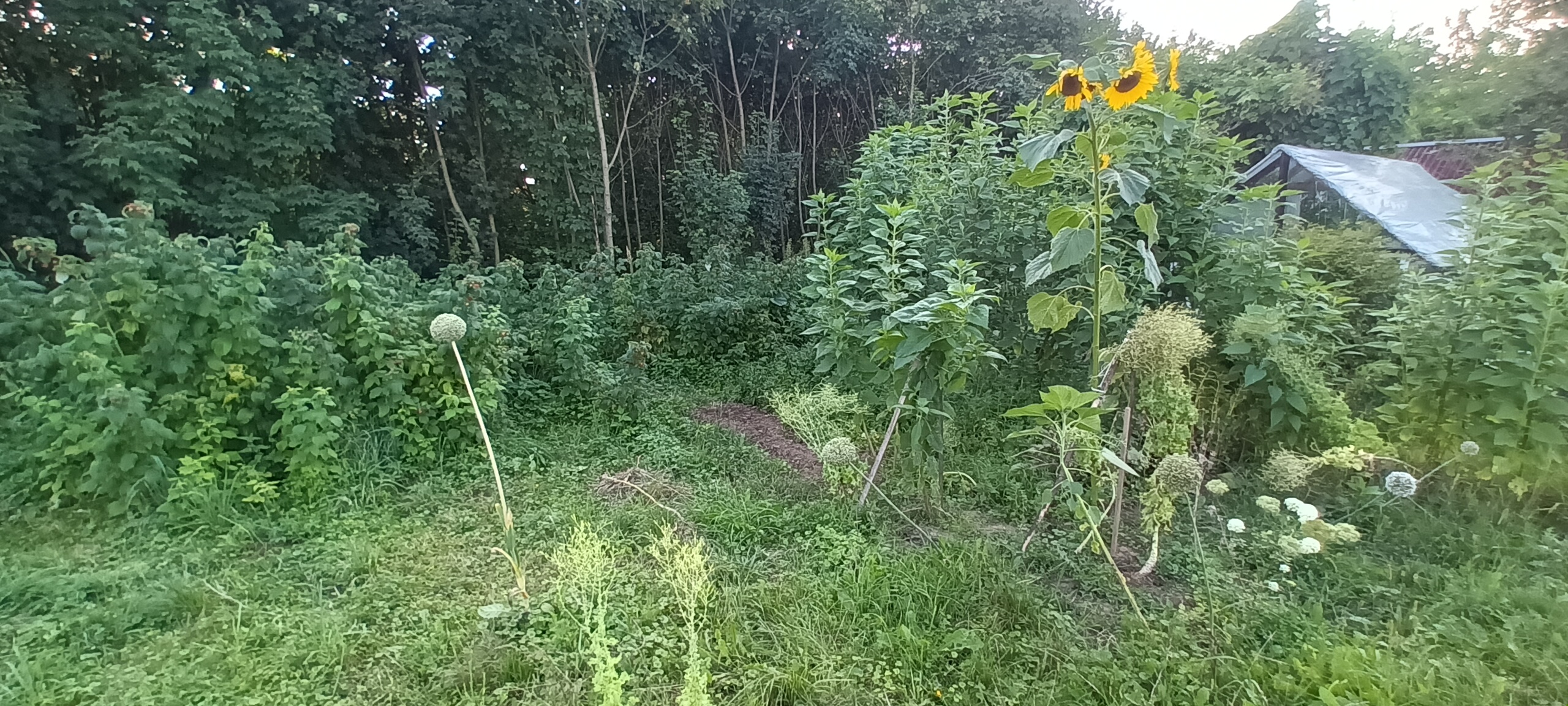 Działka i ogrodnictwo - moje hobby - temat ogólny-20220816_184528.jpg