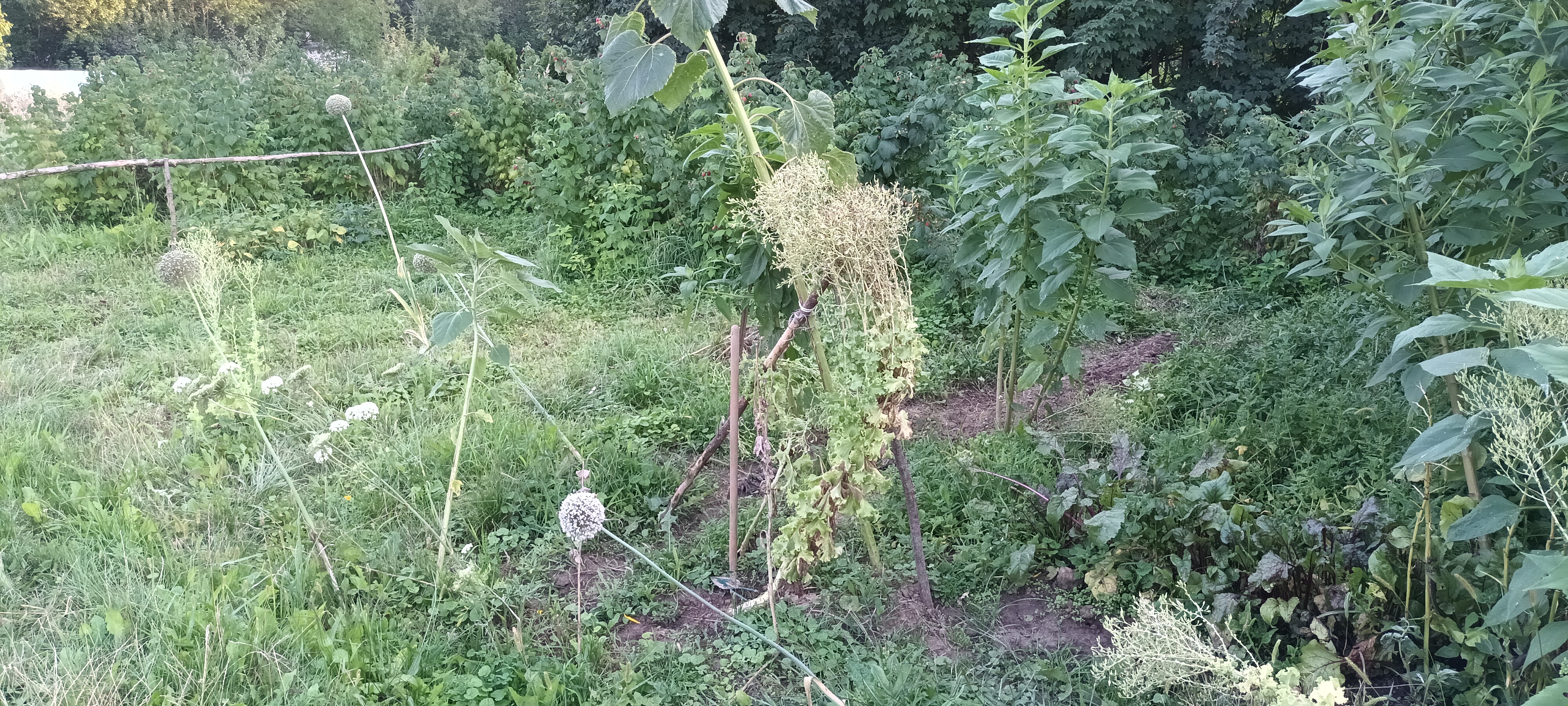 Działka i ogrodnictwo - moje hobby - temat ogólny-20220816_184550.jpg