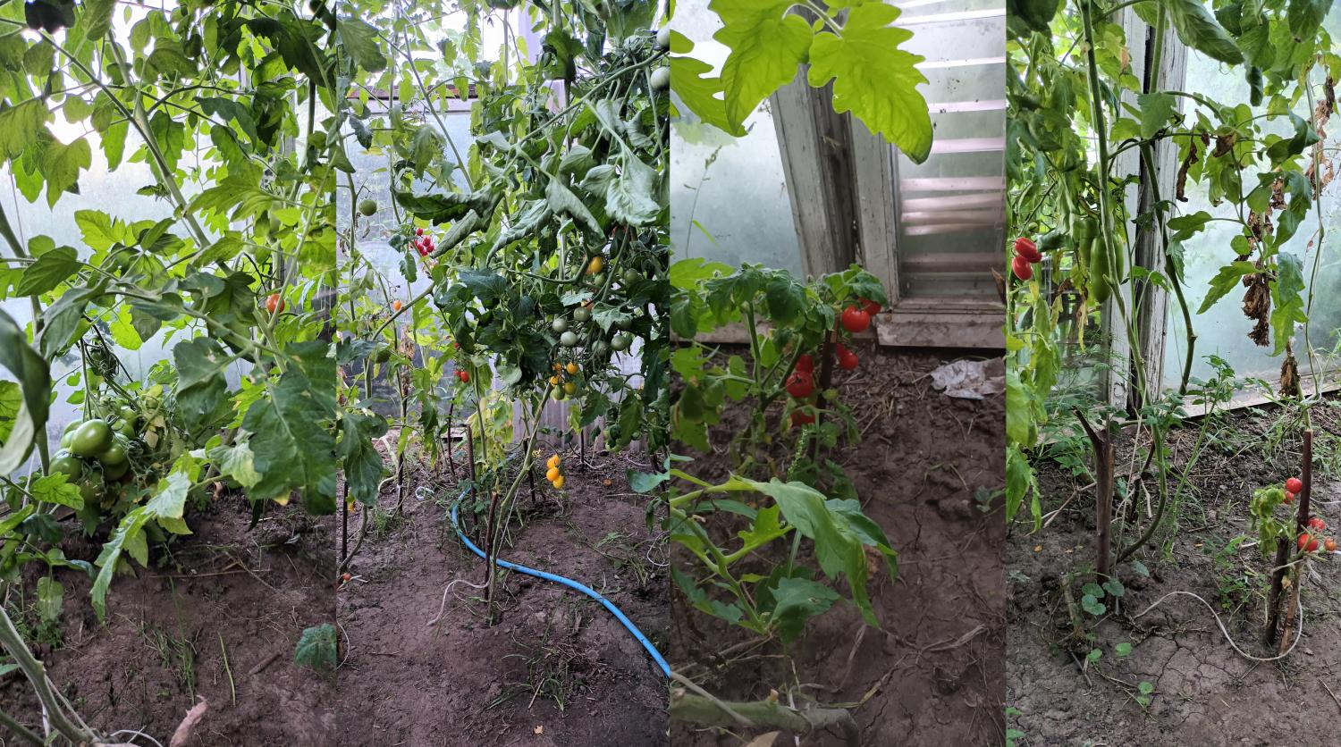 Działka i ogrodnictwo - moje hobby - temat ogólny-pomidorcy.jpg