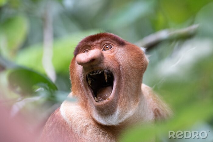 halo-proboscis-monkey-angry-facial-expression-700-180883012.jpg