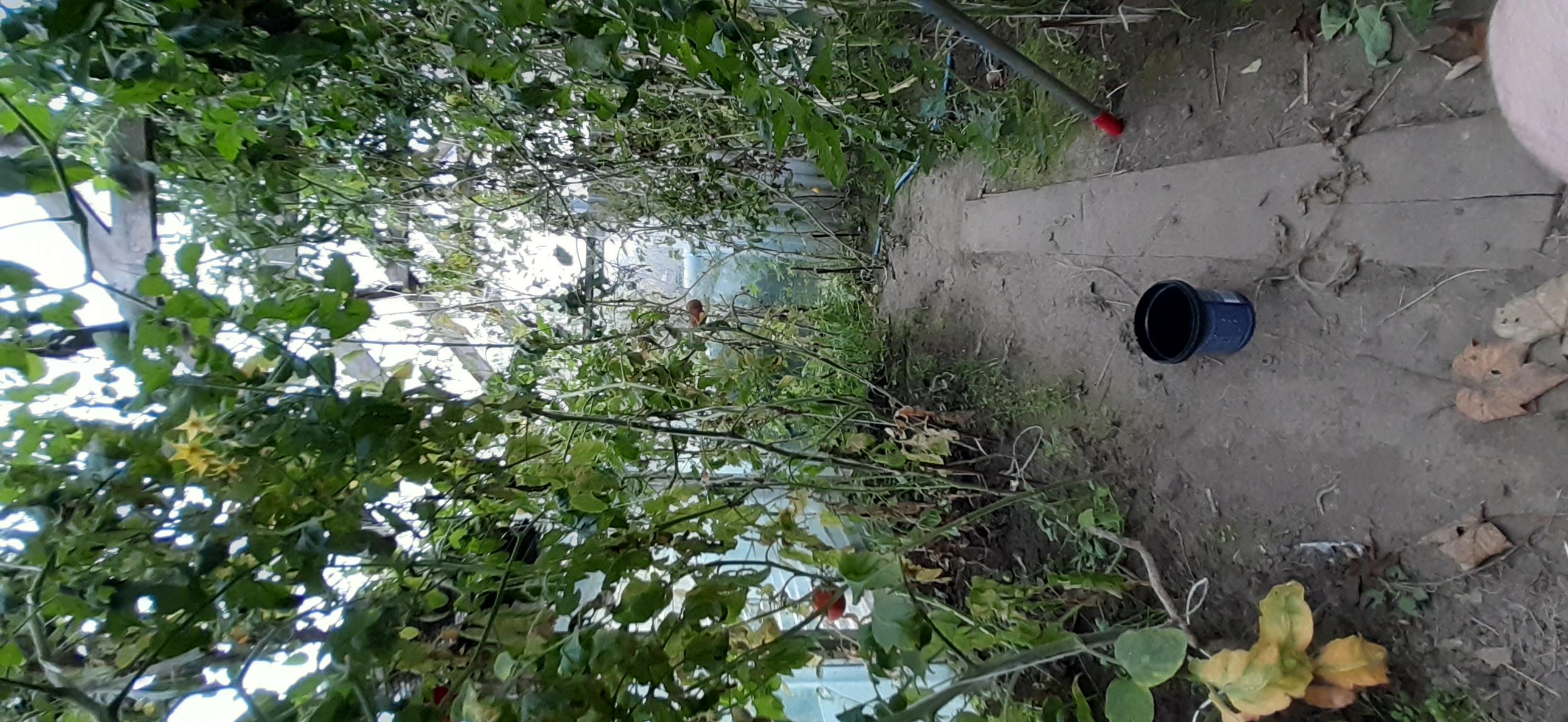 Działka i ogrodnictwo - moje hobby - temat ogólny-20221105_093943.jpg