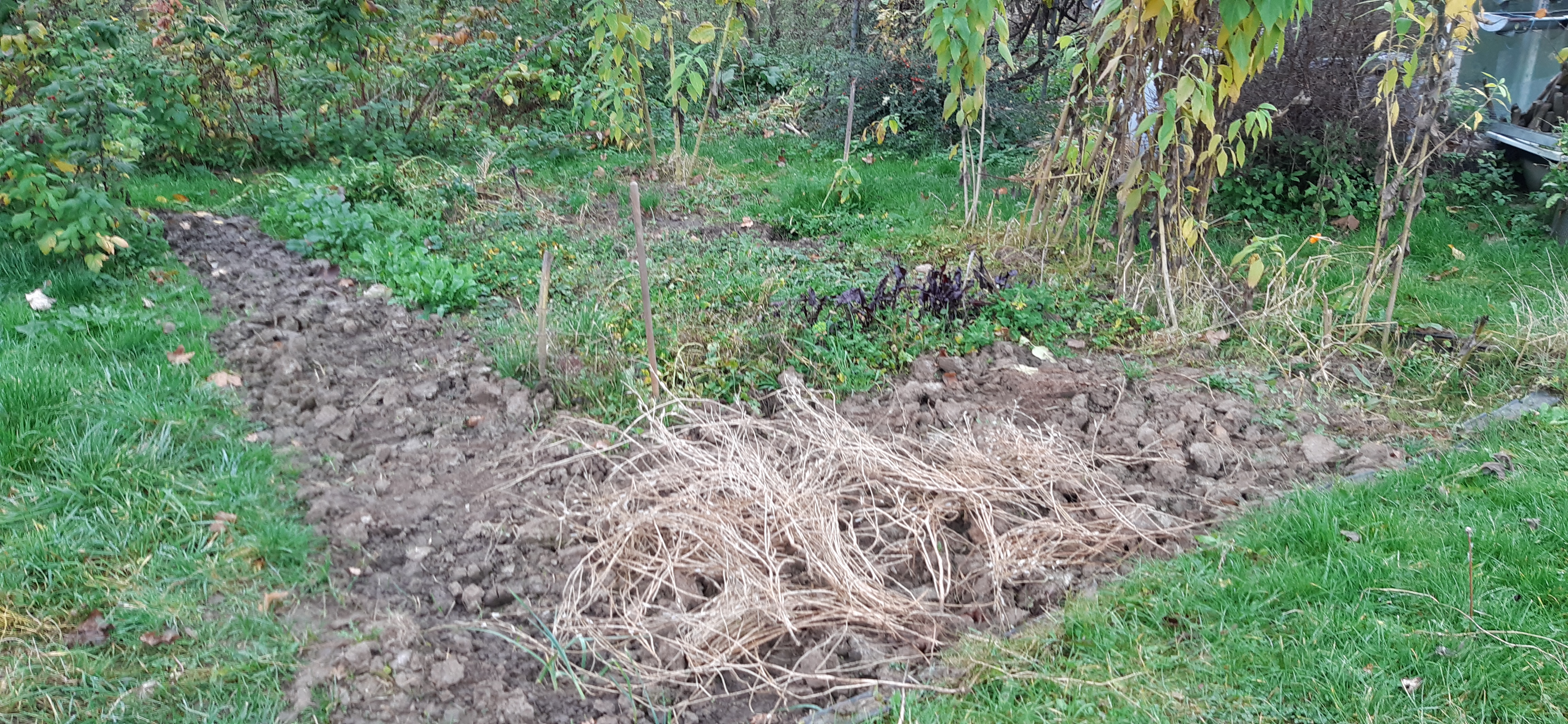 Działka i ogrodnictwo - moje hobby - temat ogólny-20221105_094536.jpg