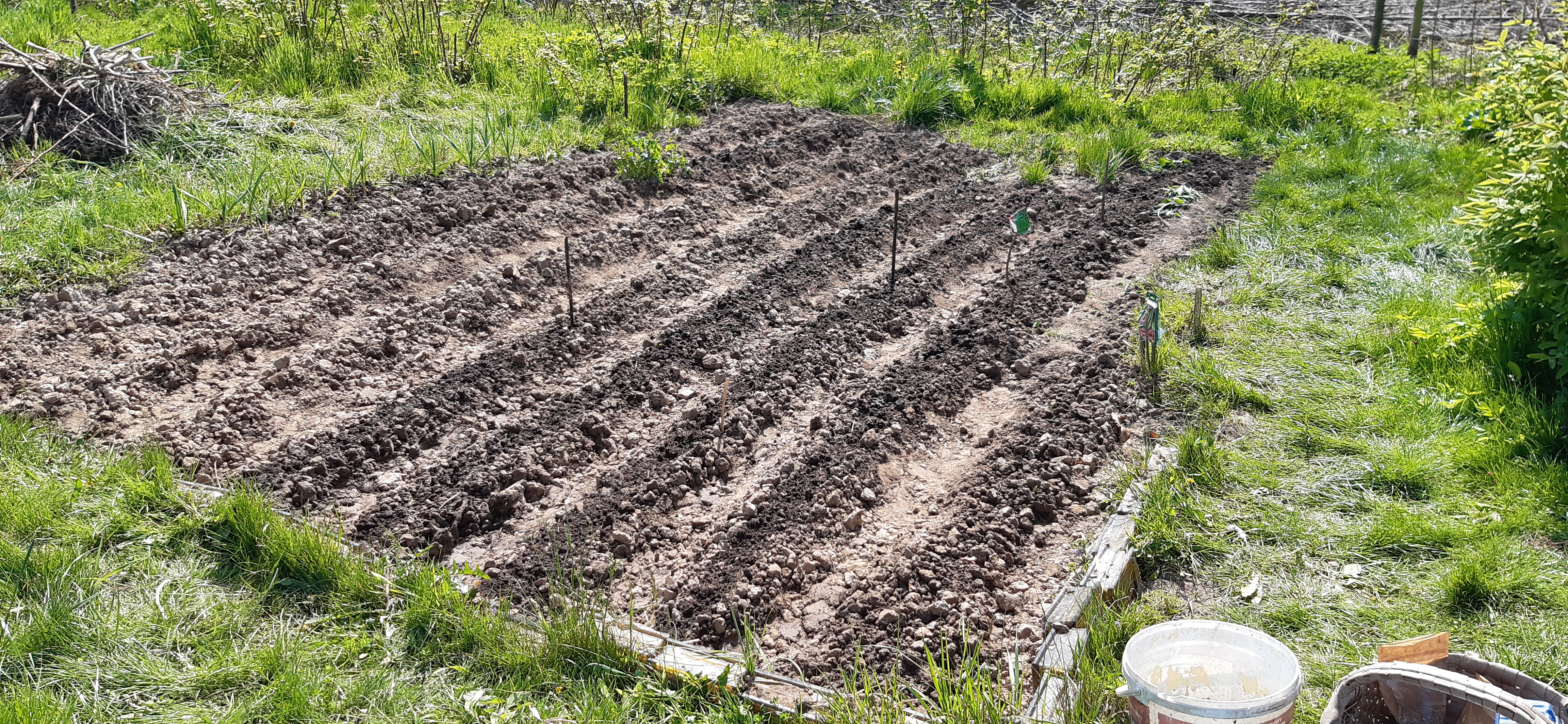 Działka i ogrodnictwo - moje hobby - temat ogólny-20230501_144334.jpg