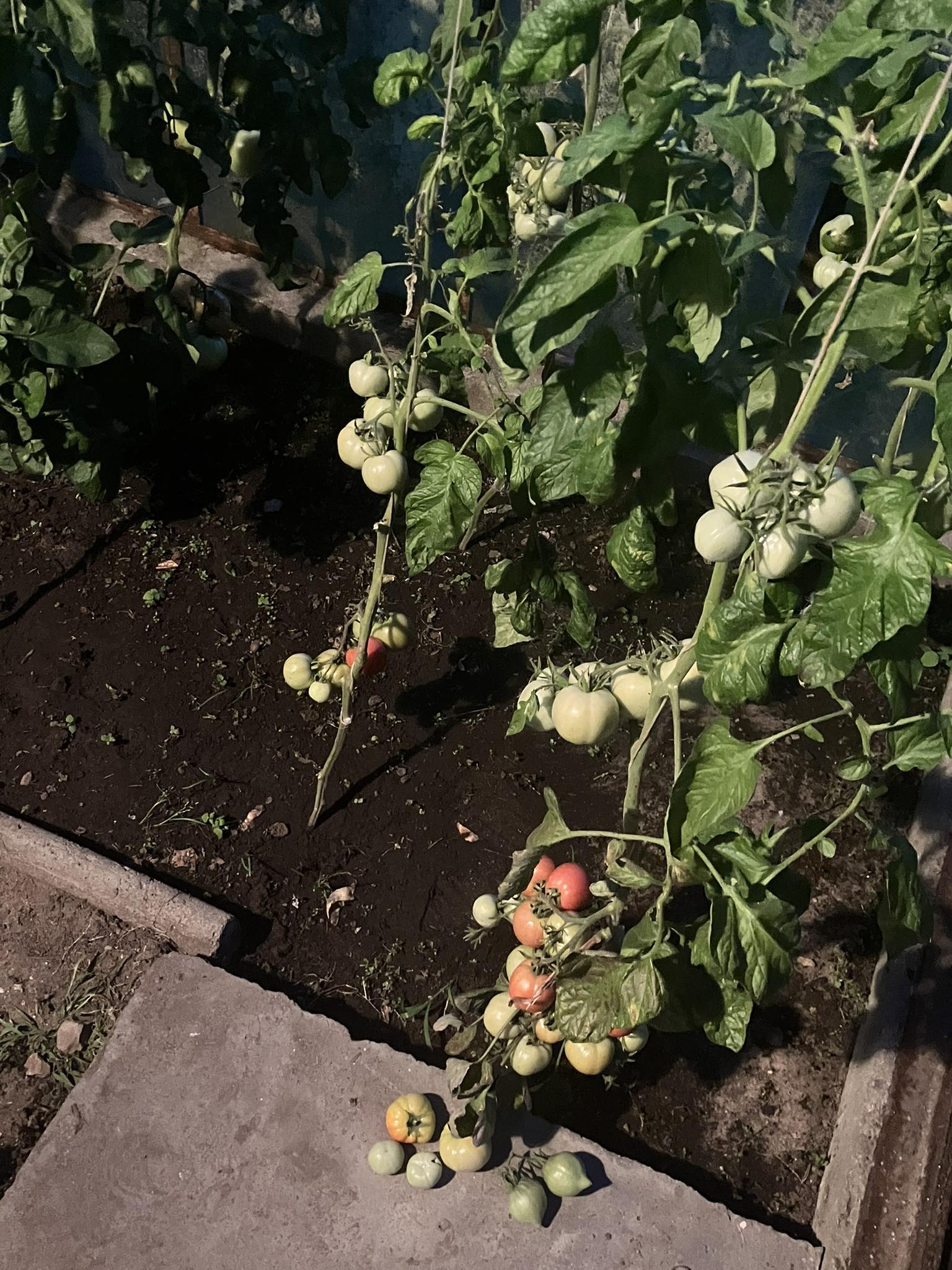 Działka i ogrodnictwo - moje hobby - temat ogólny-pomidorki.jpg
