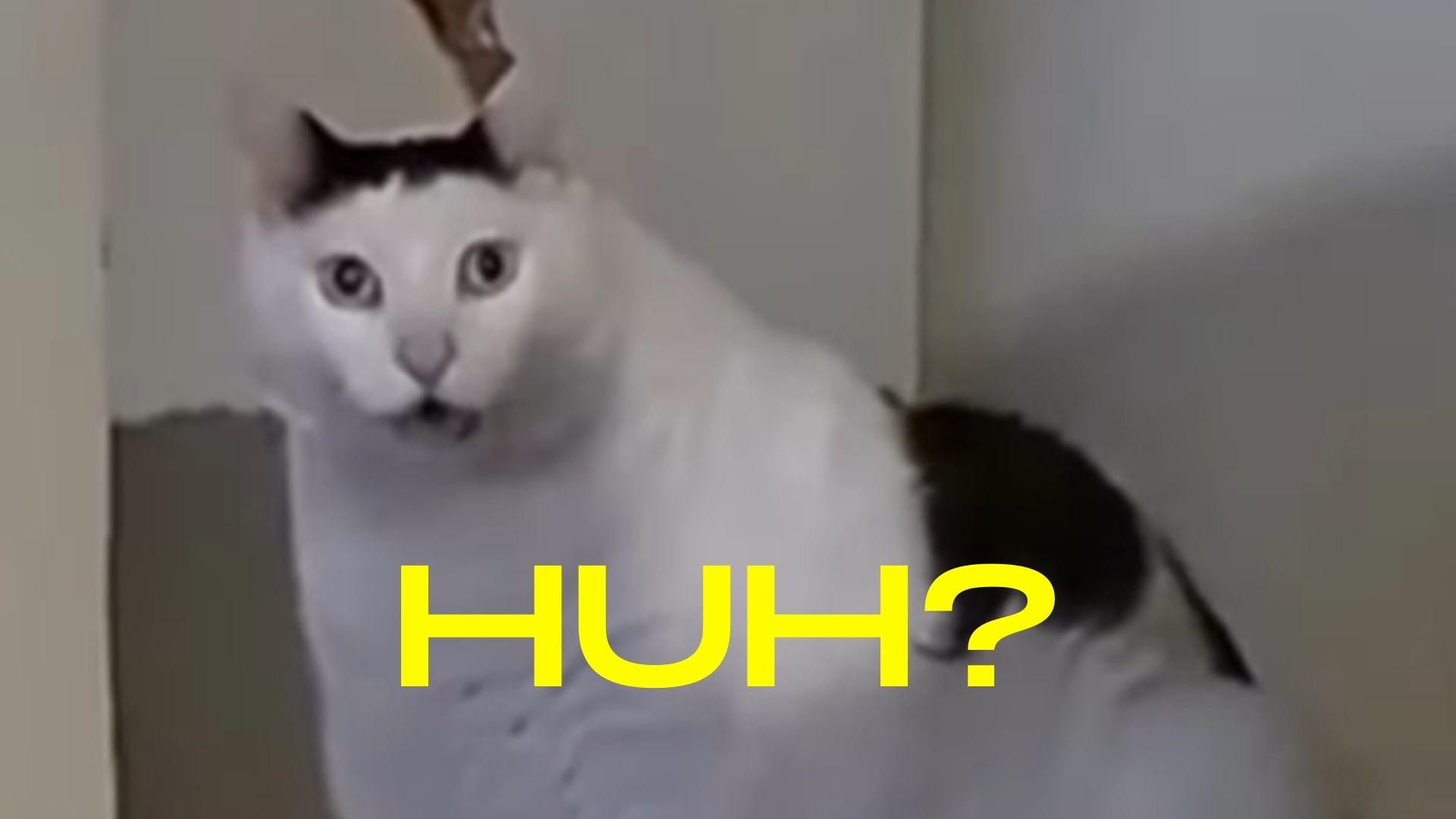 Decrtisse-huh_cat.jpg