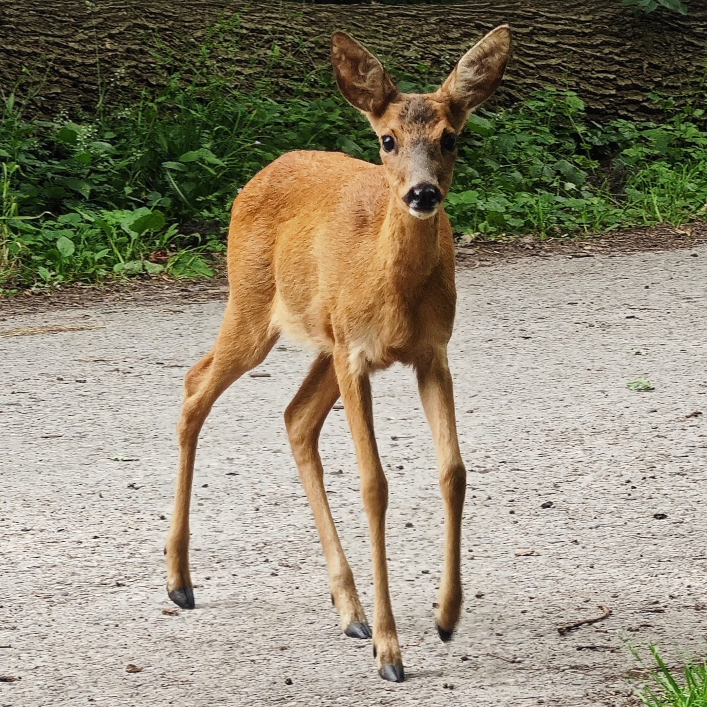 Zdjecia IRL (nie twarze!)-img-20240706-wa0002.jpg