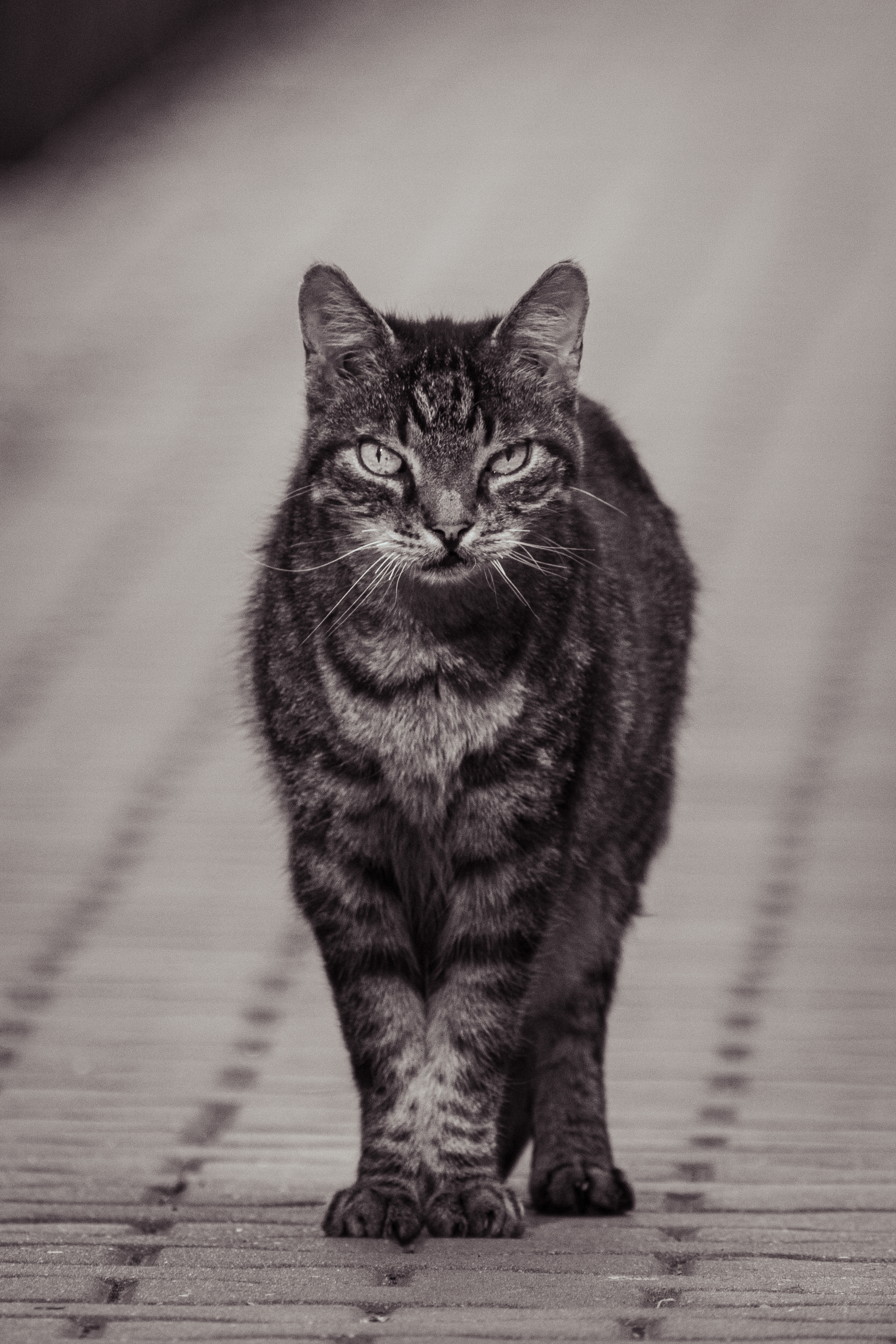 Zdjecia IRL (nie twarze!)-dsc_7874.jpg