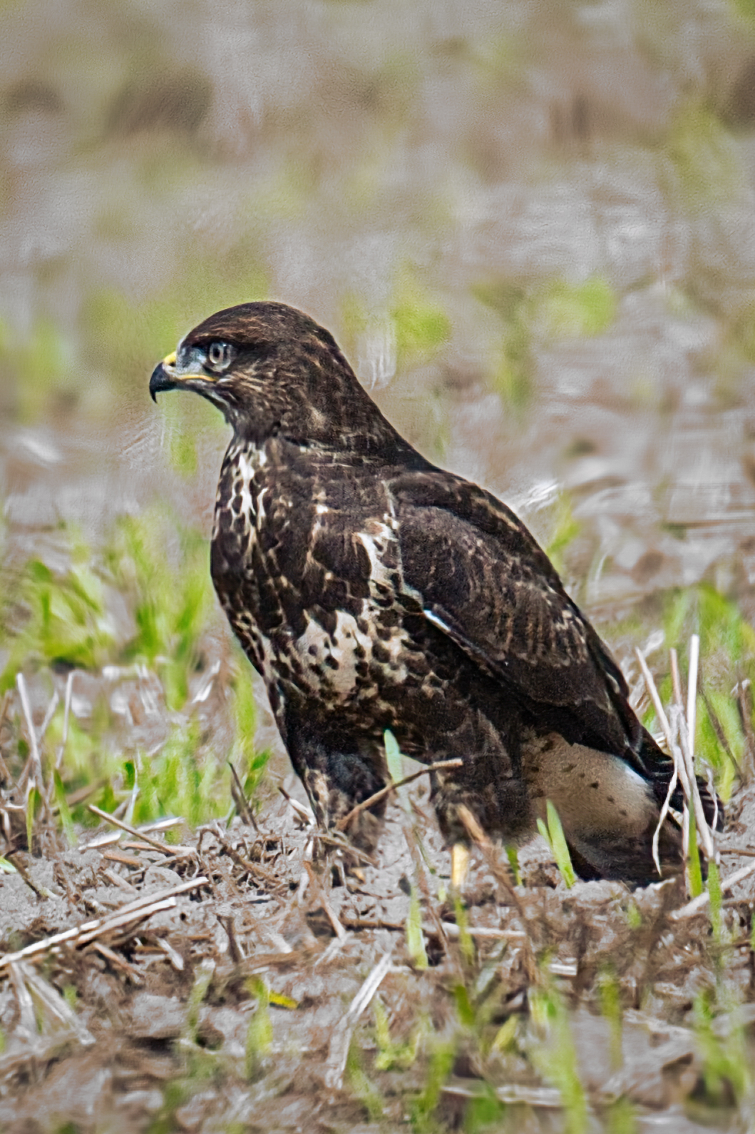 Zdjecia IRL (nie twarze!)-dsc_7670.jpg