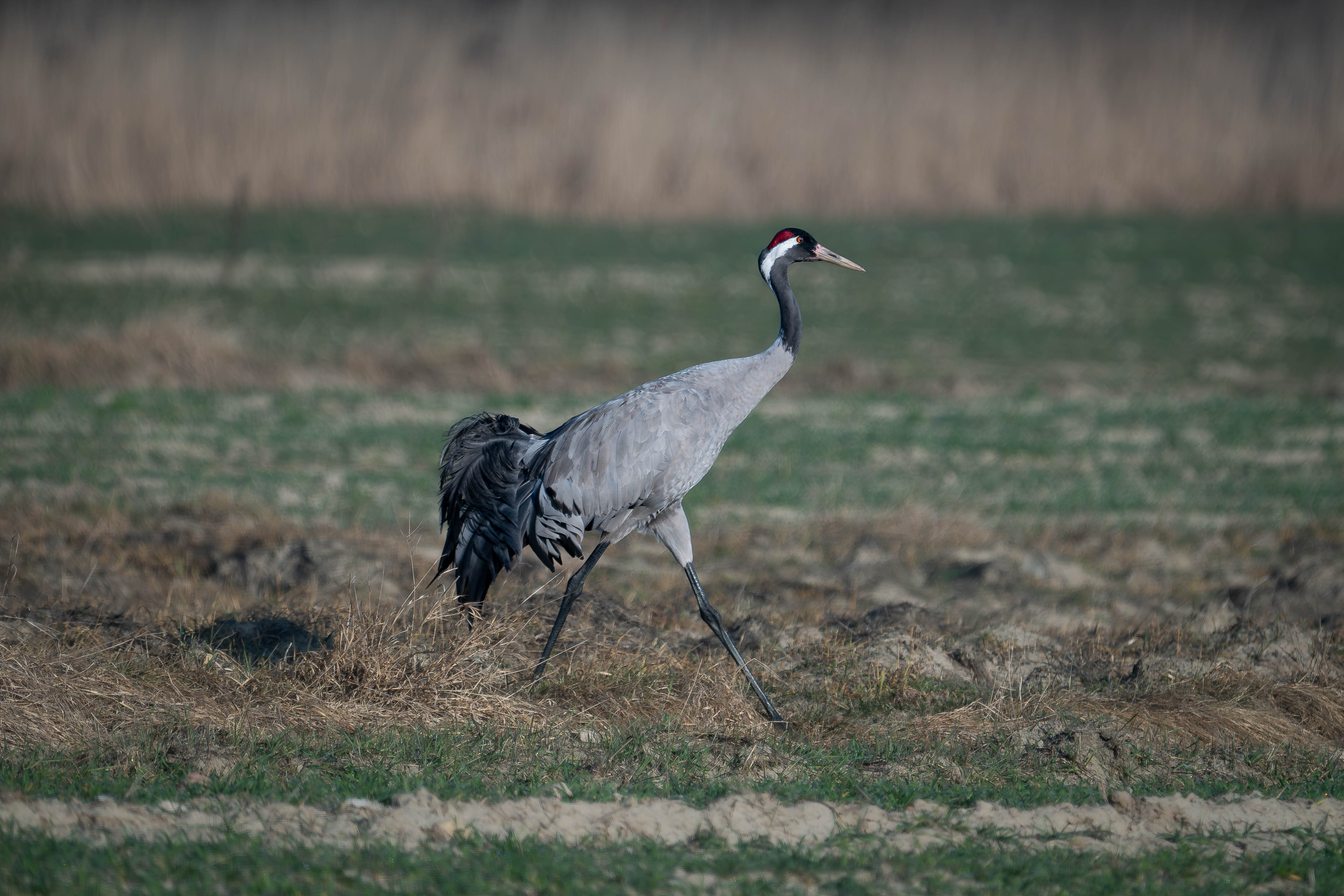 Zdjecia IRL (nie twarze!)-_dsc5046-enhanced-nr.jpg
