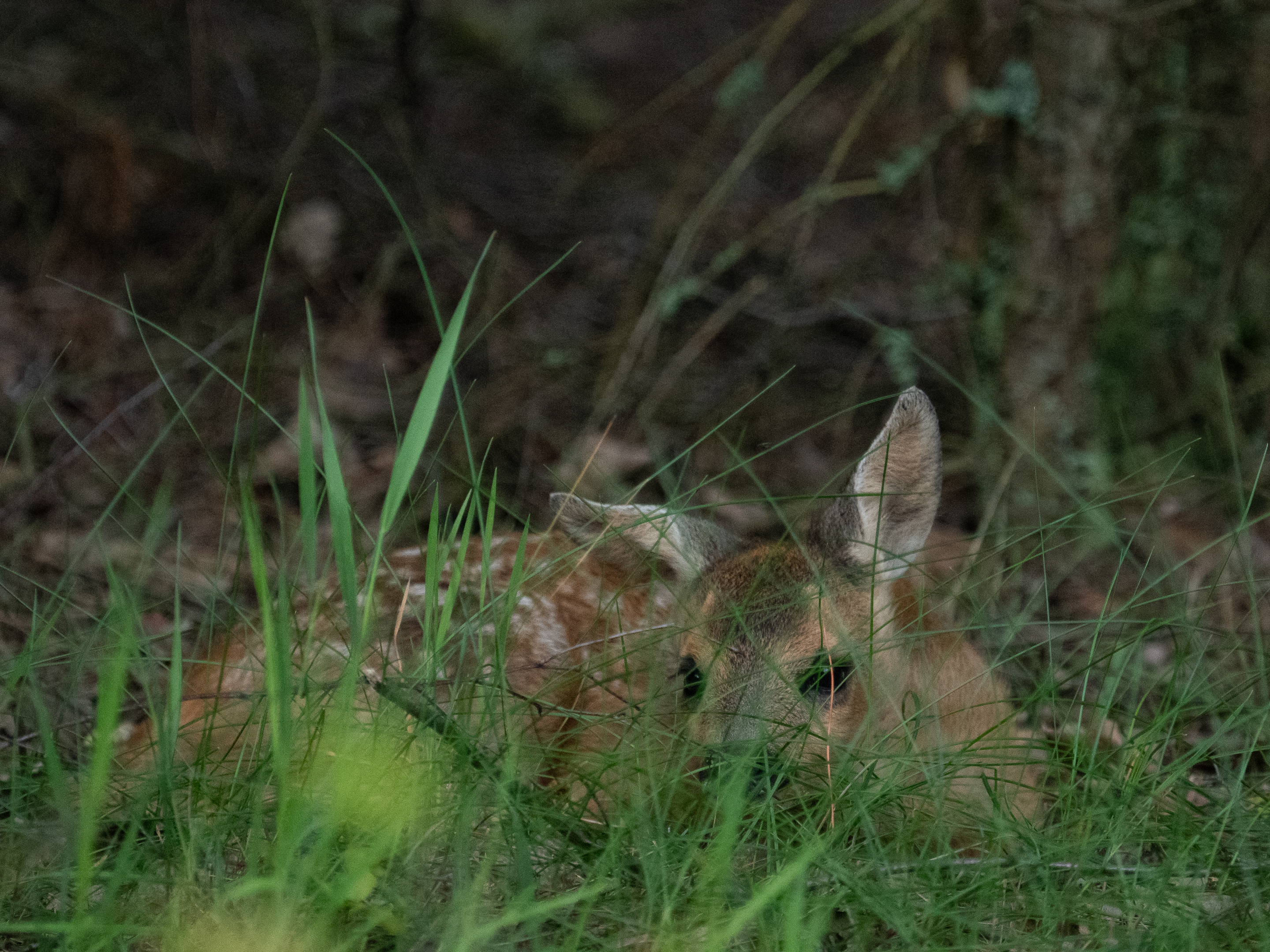 Zdjecia IRL (nie twarze!)-_dsc1243-insta-2.jpg