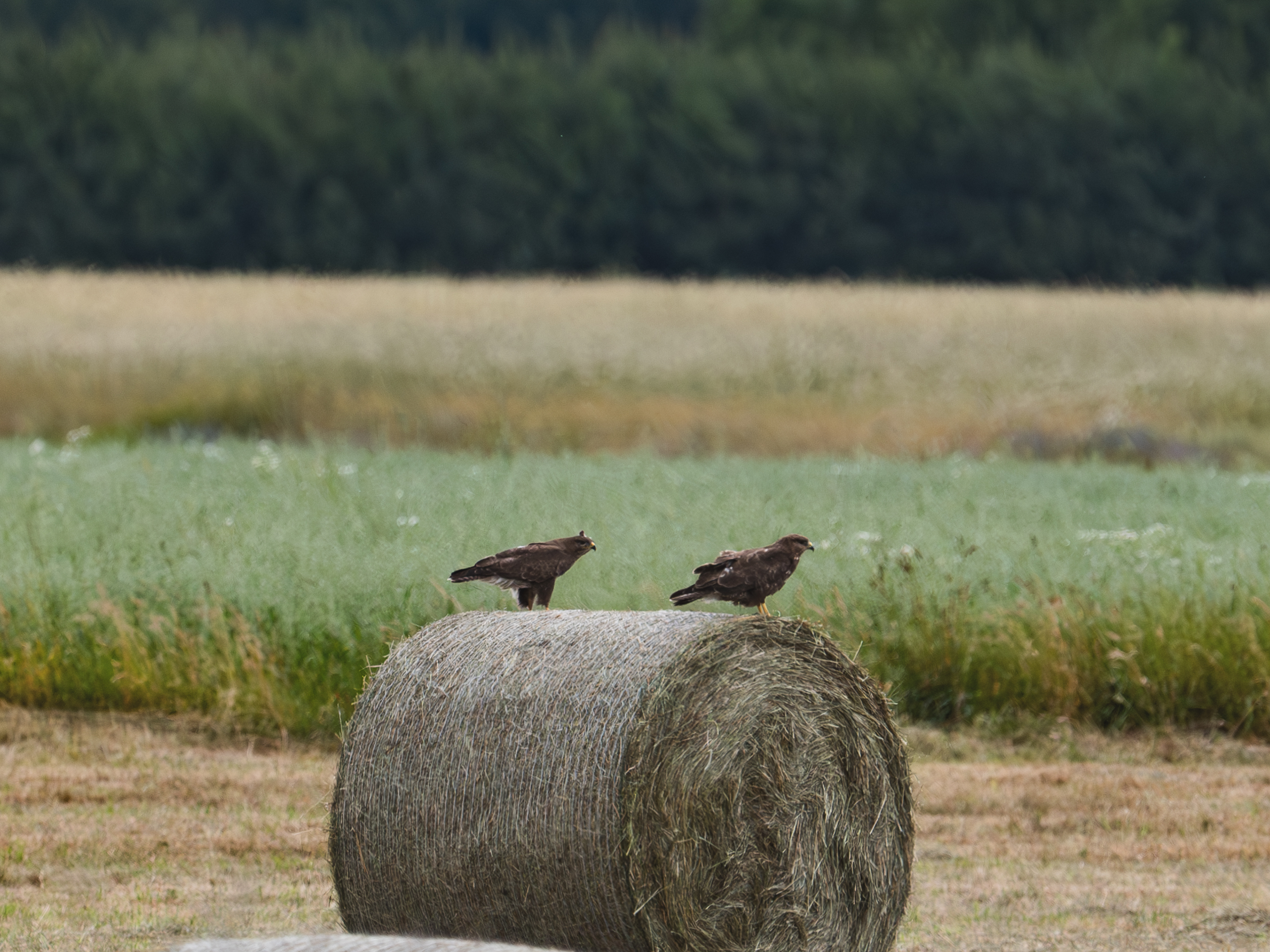 Zdjecia IRL (nie twarze!)-_dsc4378-enhanced-nr-insta-3.jpg