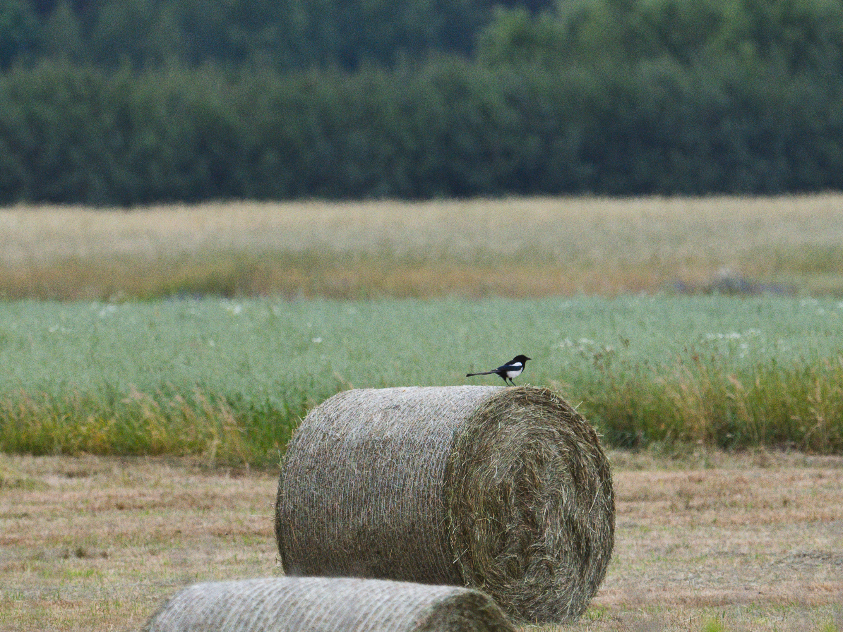 Zdjecia IRL (nie twarze!)-_dsc4464.jpg