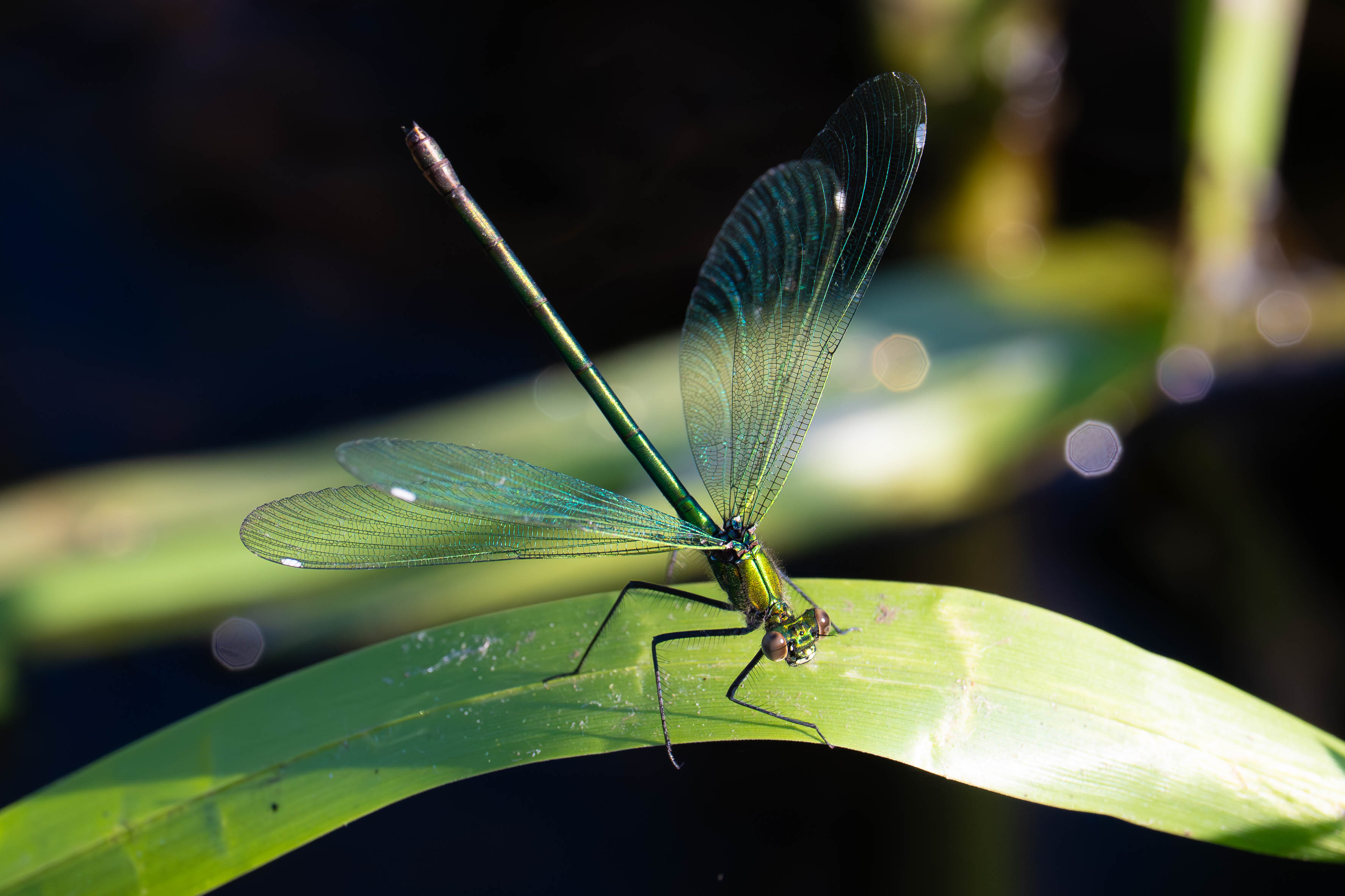 Zdjecia IRL (nie twarze!)-nz6_3792-enhanced-nr.jpg