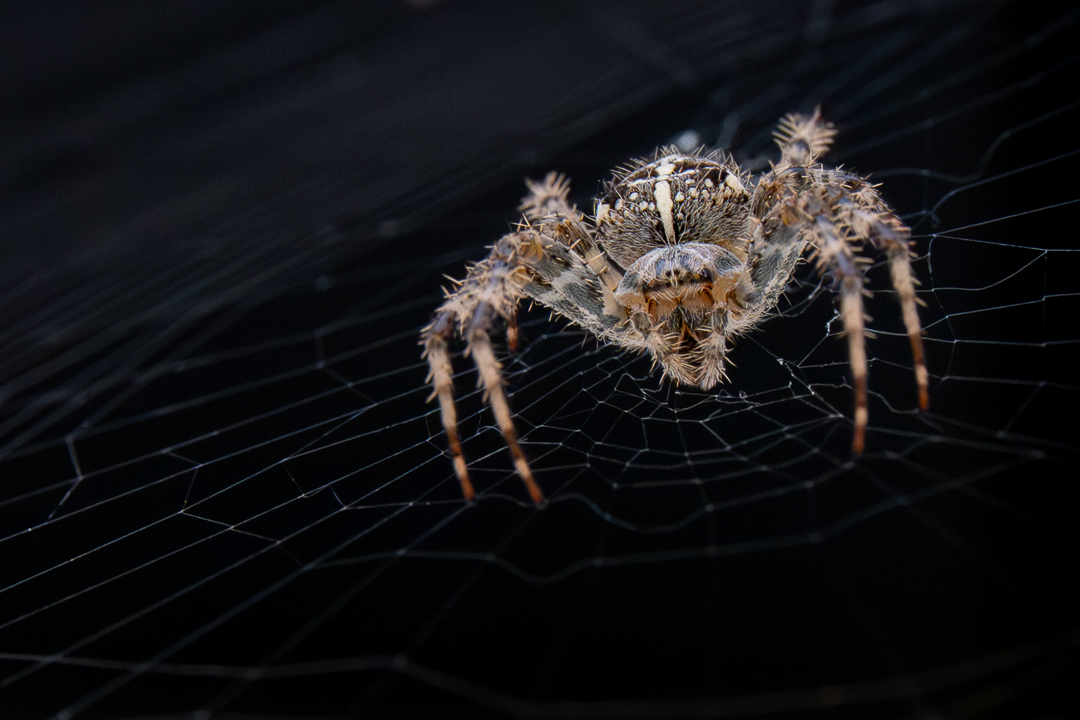 Zdjecia IRL (nie twarze!)-nz6_9420-enhanced-nr.jpg