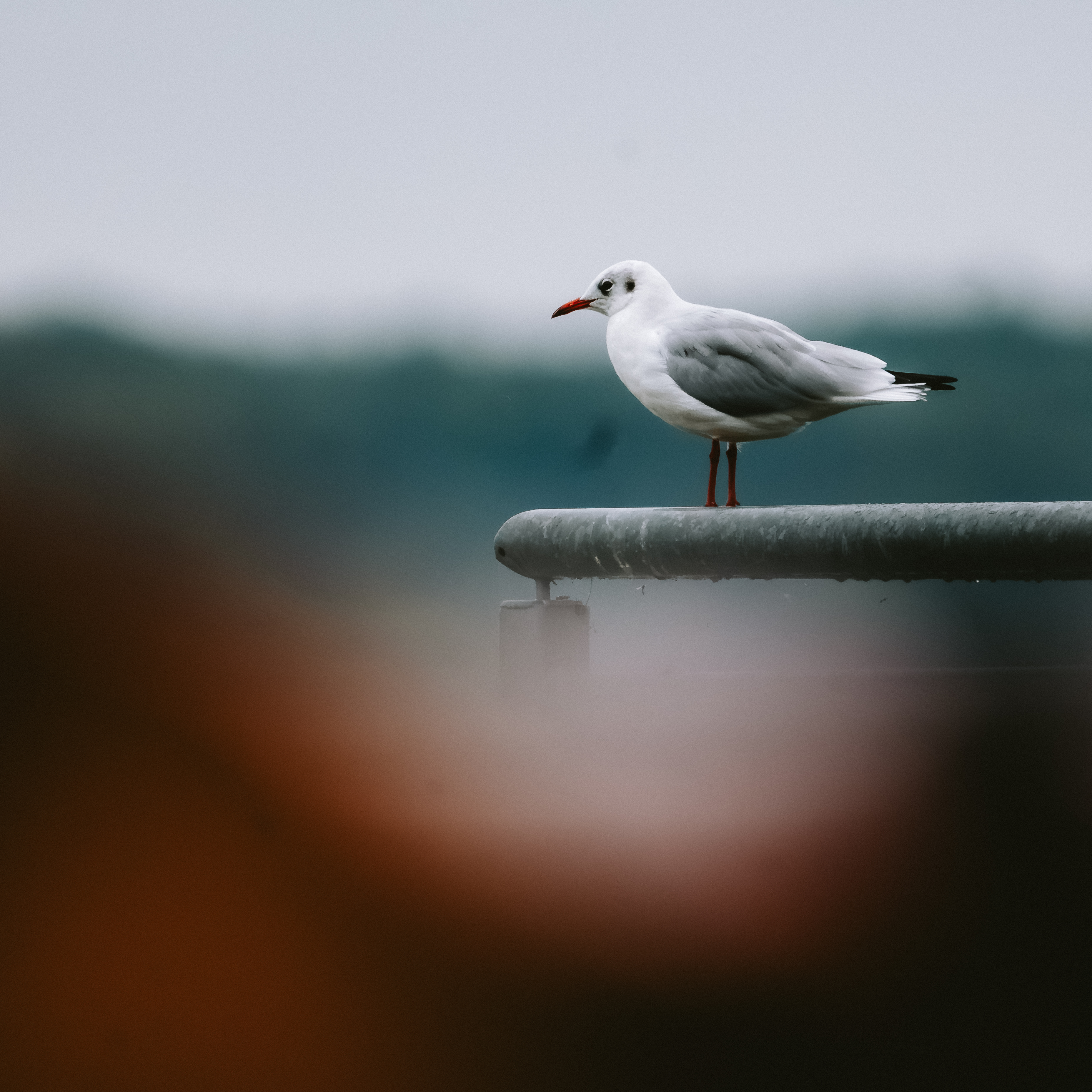 Zdjecia IRL (nie twarze!)-zfc_1159-enhanced-nr.jpg