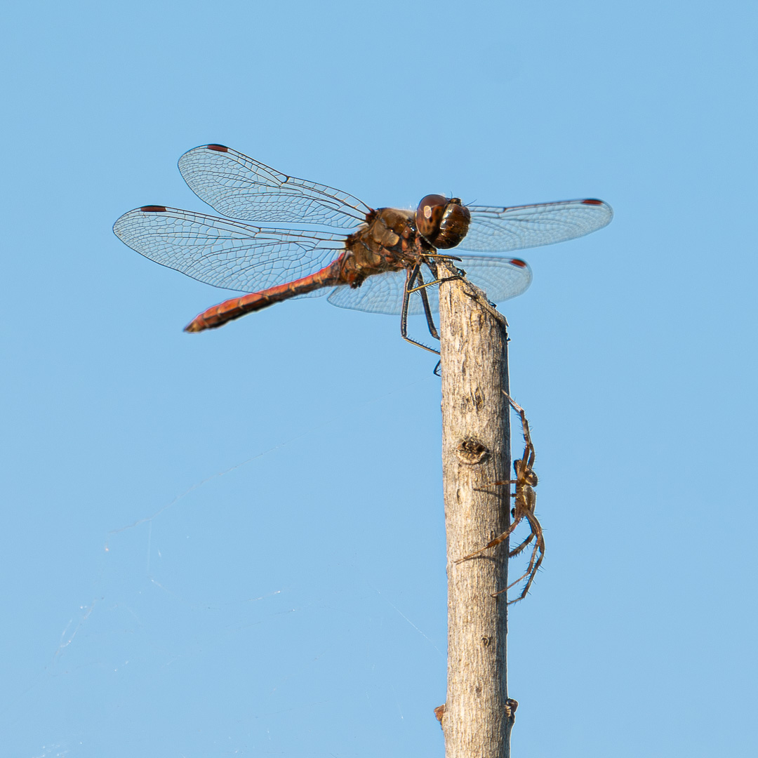 Zdjecia IRL (nie twarze!)-zfc_1593-enhanced-nr.jpg