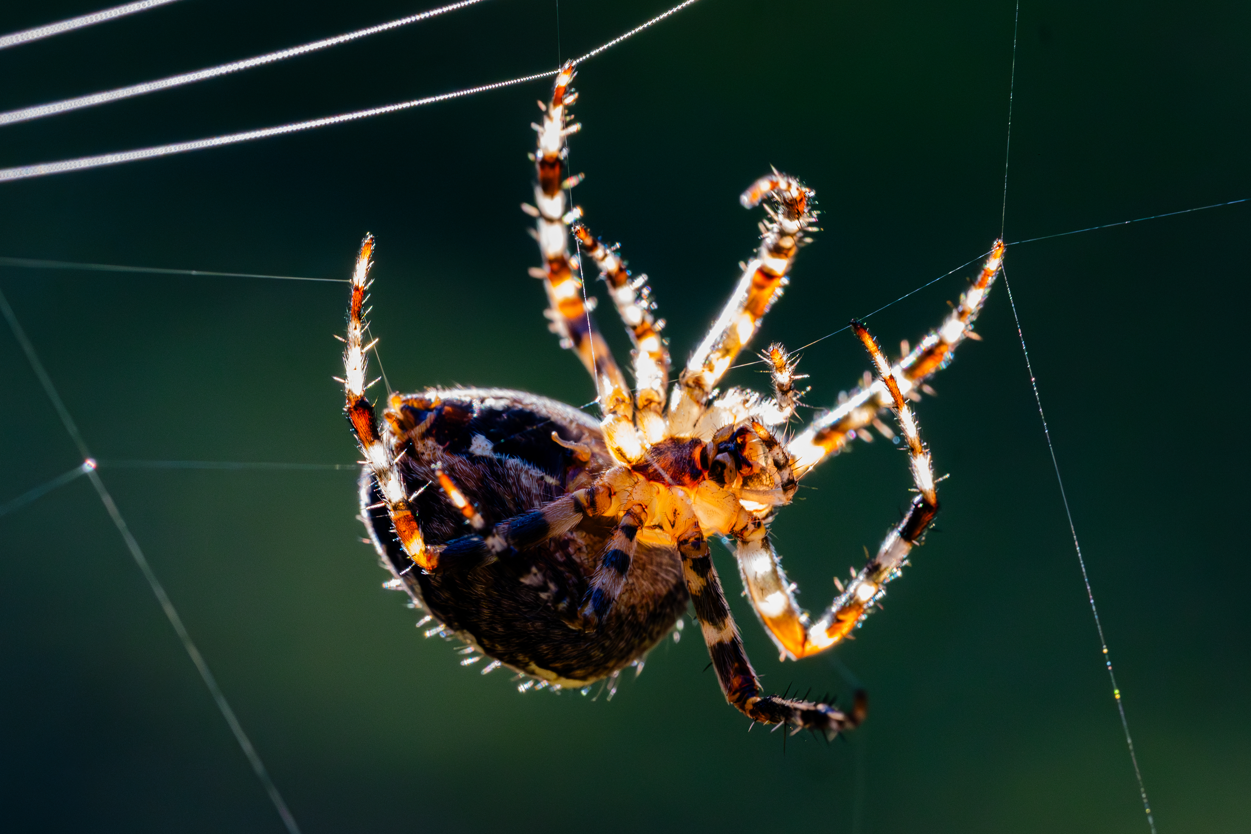 Zdjecia IRL (nie twarze!)-zfc_2242-enhanced-nr.jpg