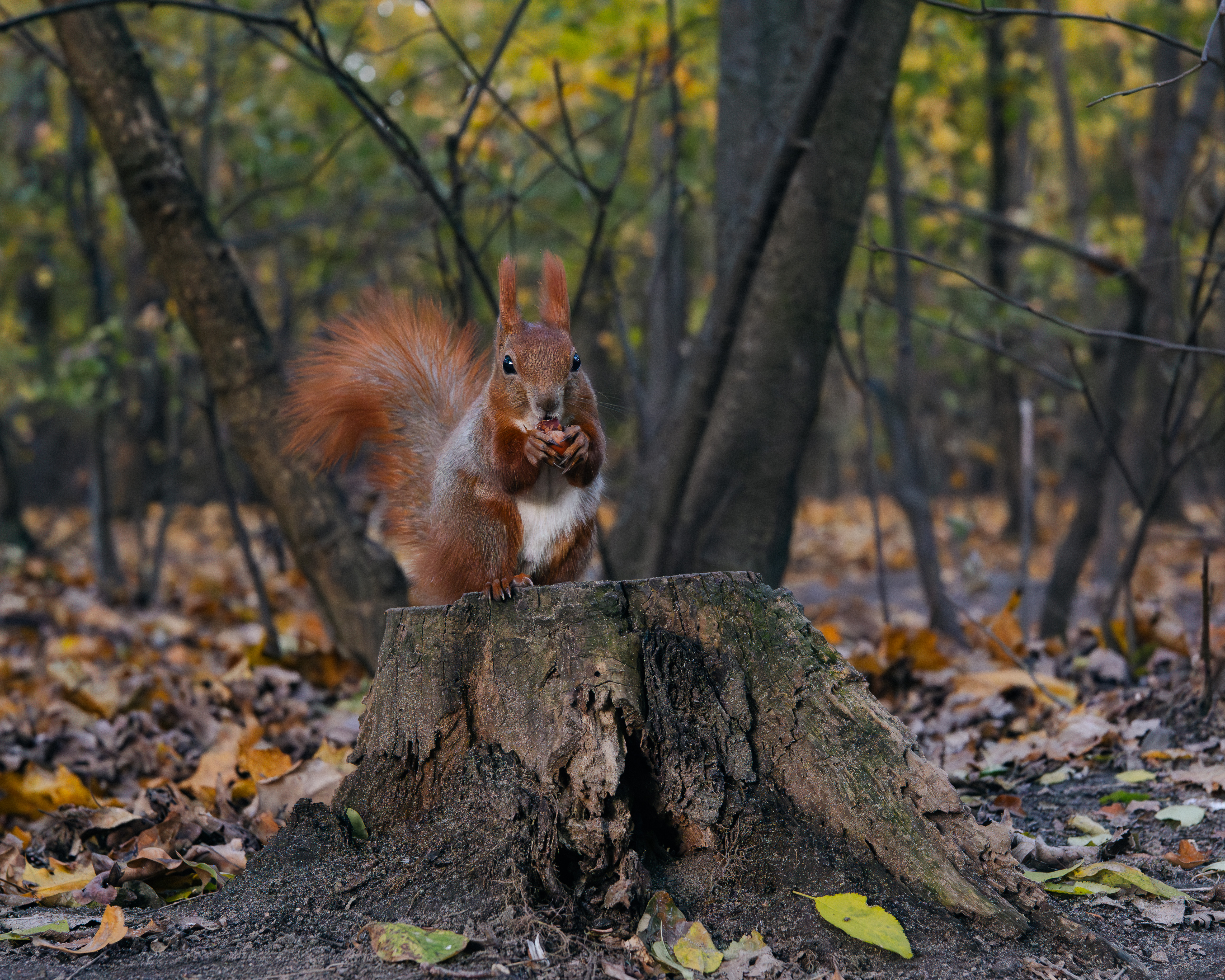 Zdjecia IRL (nie twarze!)-zfc_3024-enhanced-nr-2.jpg